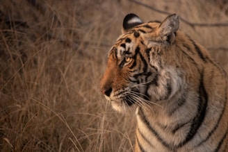tiger on brown grass during daytime