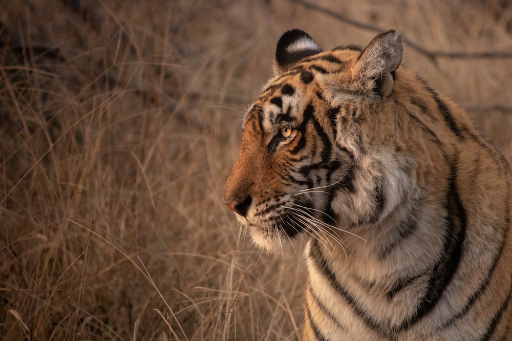 tiger on brown grass during daytime