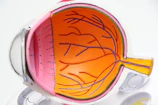 Diagram showing the eye’s anatomy intertwined with symbolic icons.