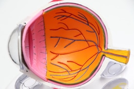 A detailed anatomical model of a human eye is presented, showcasing the interior structures such as the retina, blood vessels, and the optic nerve. The model is brightly colored with orange, pink, and yellow sections, and is shown from a cross-sectional perspective, highlighting the eye's internal components.