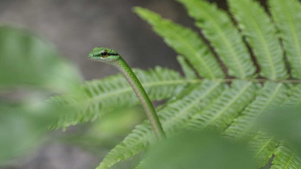 green snake on green plant