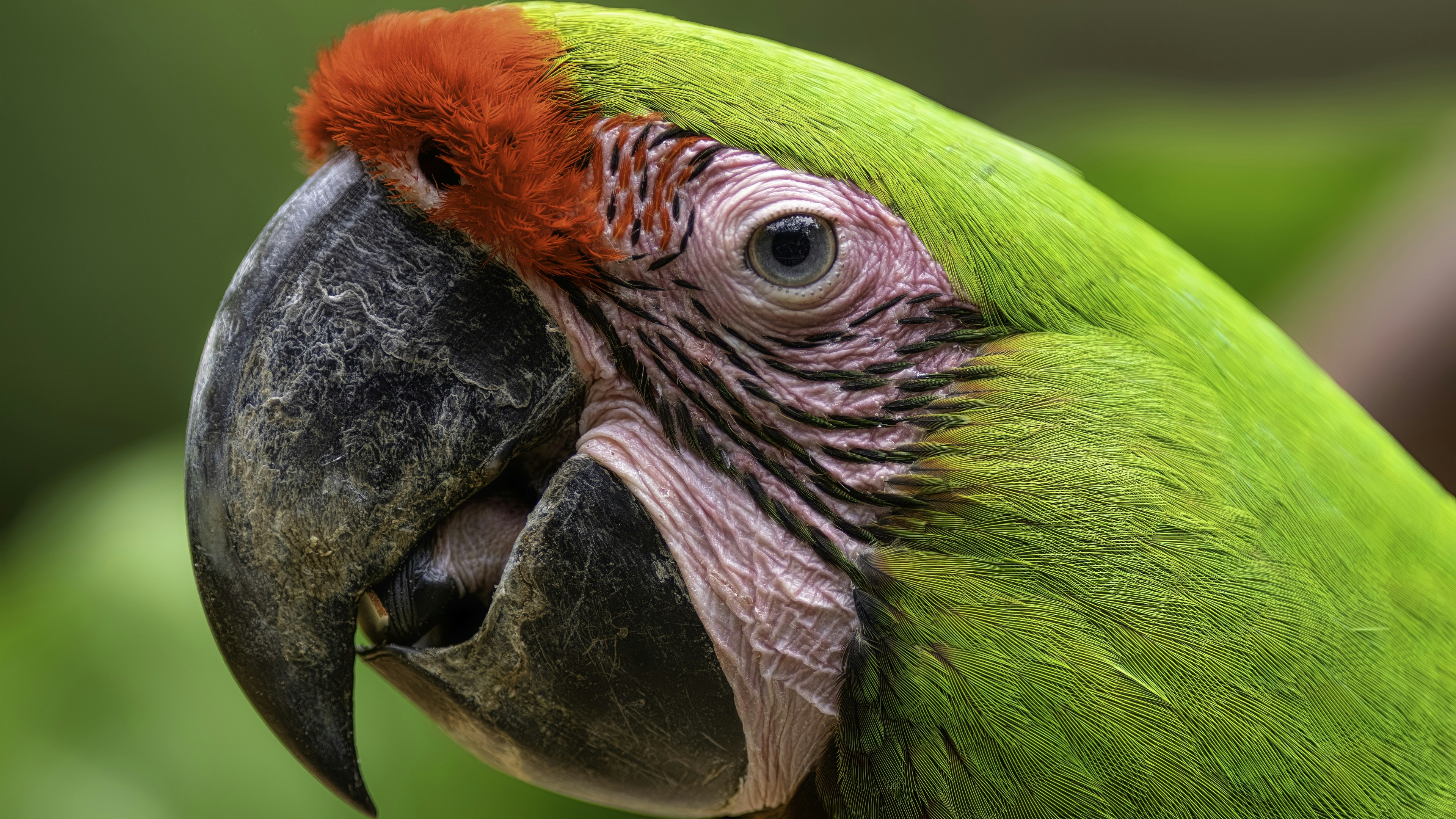 Wild green parrot close up. Enjoy the details.