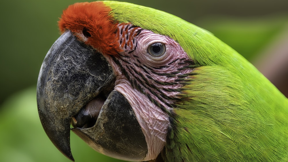 loro verde, amarillo y rojo