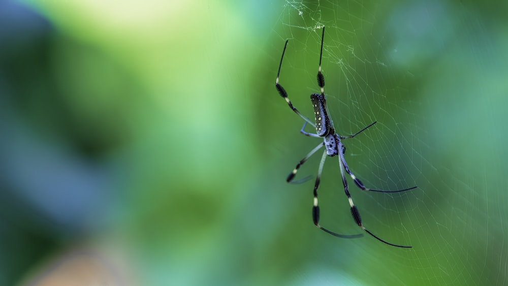 black and white spider on web in close up photography during daytime