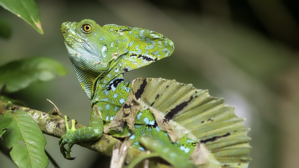 green and yellow lizard on brown tree branch