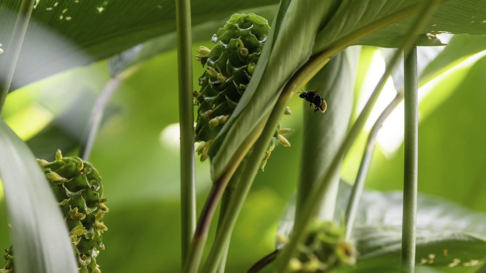 black and yellow bee on green plant