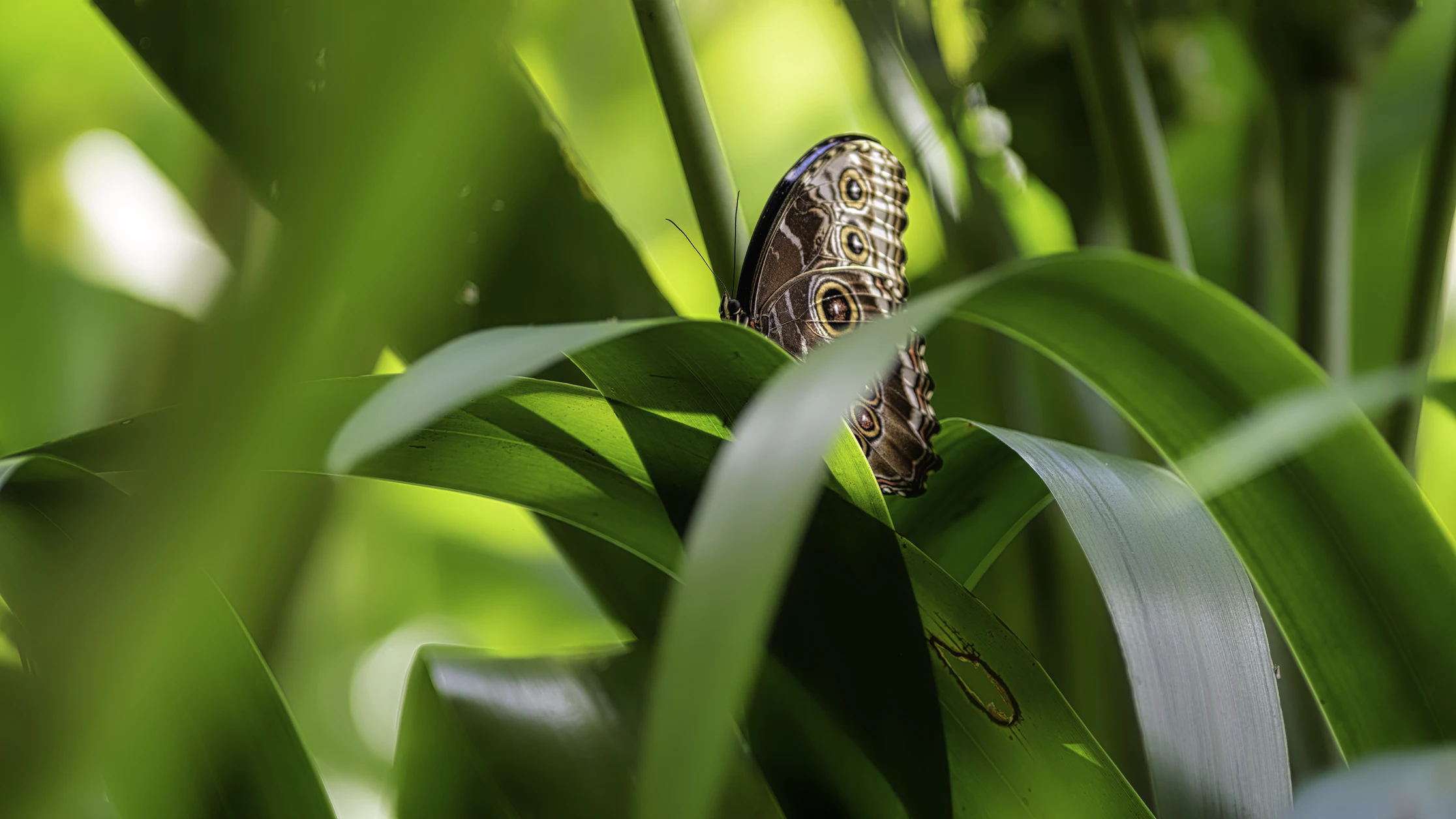 Mariposa en Cataratas de La Paz