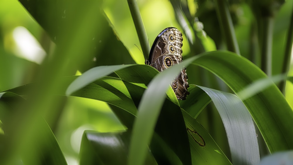 brown and black butterfly on green leaf