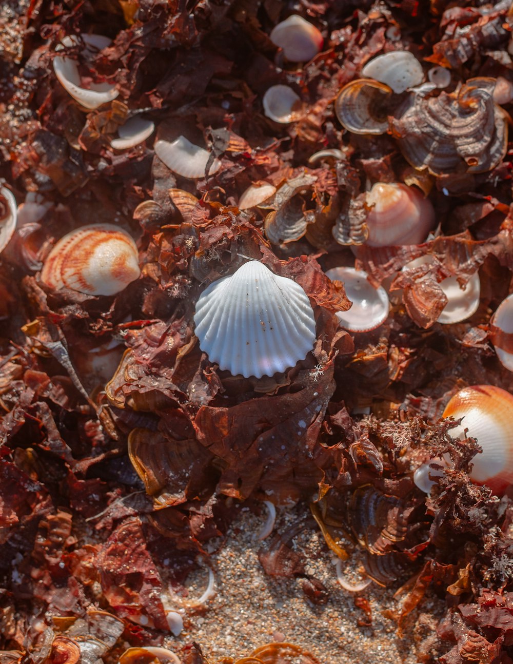 weiße und braune Muscheln