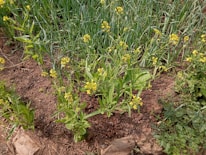 A patch of cultivated land features rows of leafy green plants with small yellow flowers, surrounded by lush grass. The soil appears dark and rich, indicating well-tended earth. Small green leaves contrast with the brown soil, and sporadic larger stones lie at the edges.
