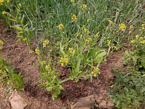 A patch of cultivated land features rows of leafy green plants with small yellow flowers, surrounded by lush grass. The soil appears dark and rich, indicating well-tended earth. Small green leaves contrast with the brown soil, and sporadic larger stones lie at the edges.