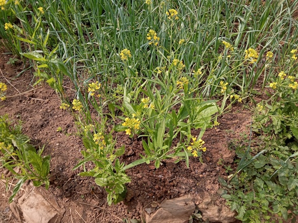 A patch of cultivated land features rows of leafy green plants with small yellow flowers, surrounded by lush grass. The soil appears dark and rich, indicating well-tended earth. Small green leaves contrast with the brown soil, and sporadic larger stones lie at the edges.