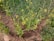 A patch of cultivated land features rows of leafy green plants with small yellow flowers, surrounded by lush grass. The soil appears dark and rich, indicating well-tended earth. Small green leaves contrast with the brown soil, and sporadic larger stones lie at the edges.