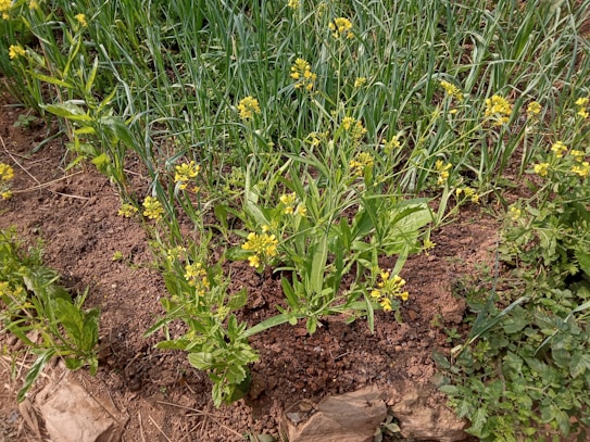 A patch of cultivated land features rows of leafy green plants with small yellow flowers, surrounded by lush grass. The soil appears dark and rich, indicating well-tended earth. Small green leaves contrast with the brown soil, and sporadic larger stones lie at the edges.