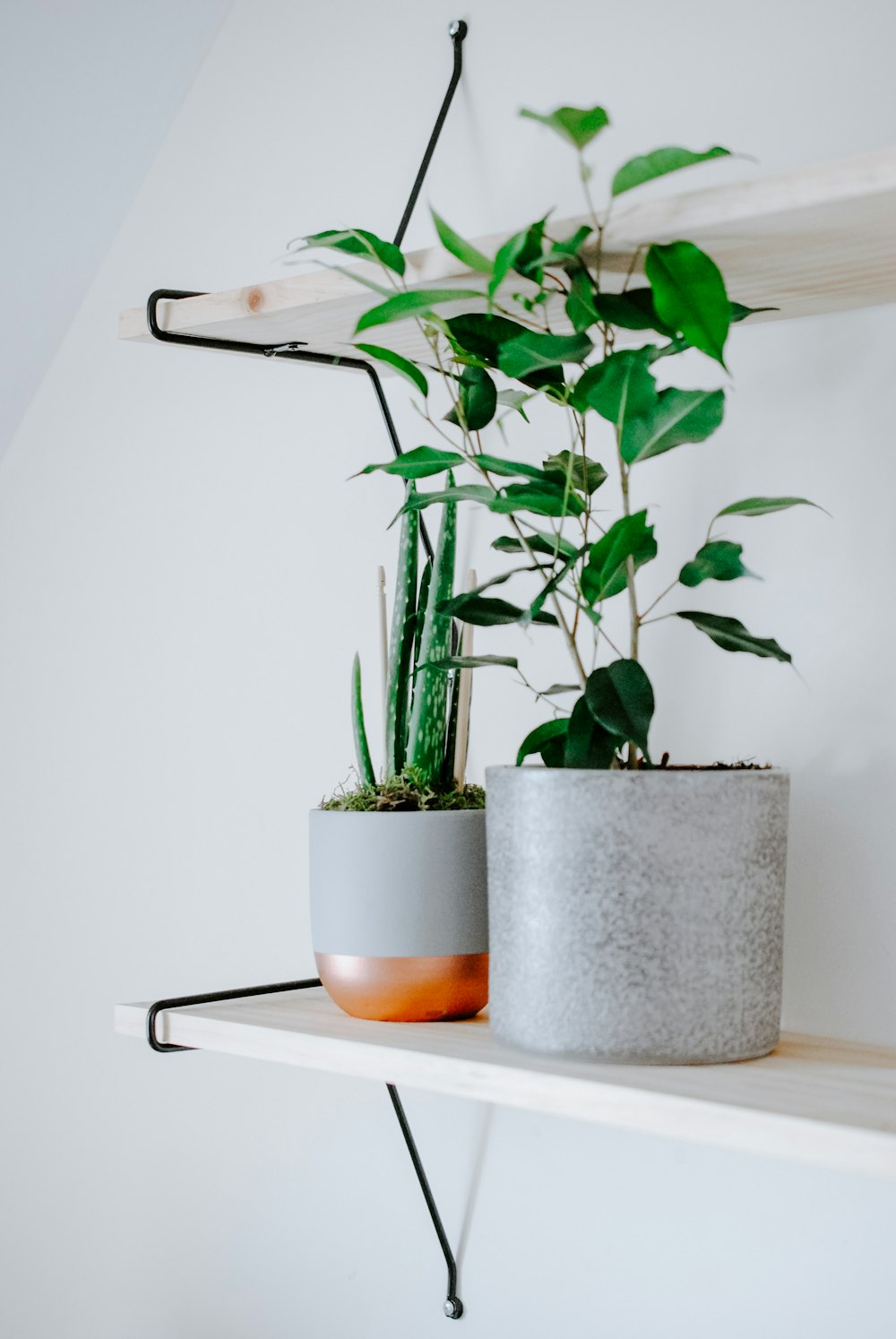 green plant on gray pot