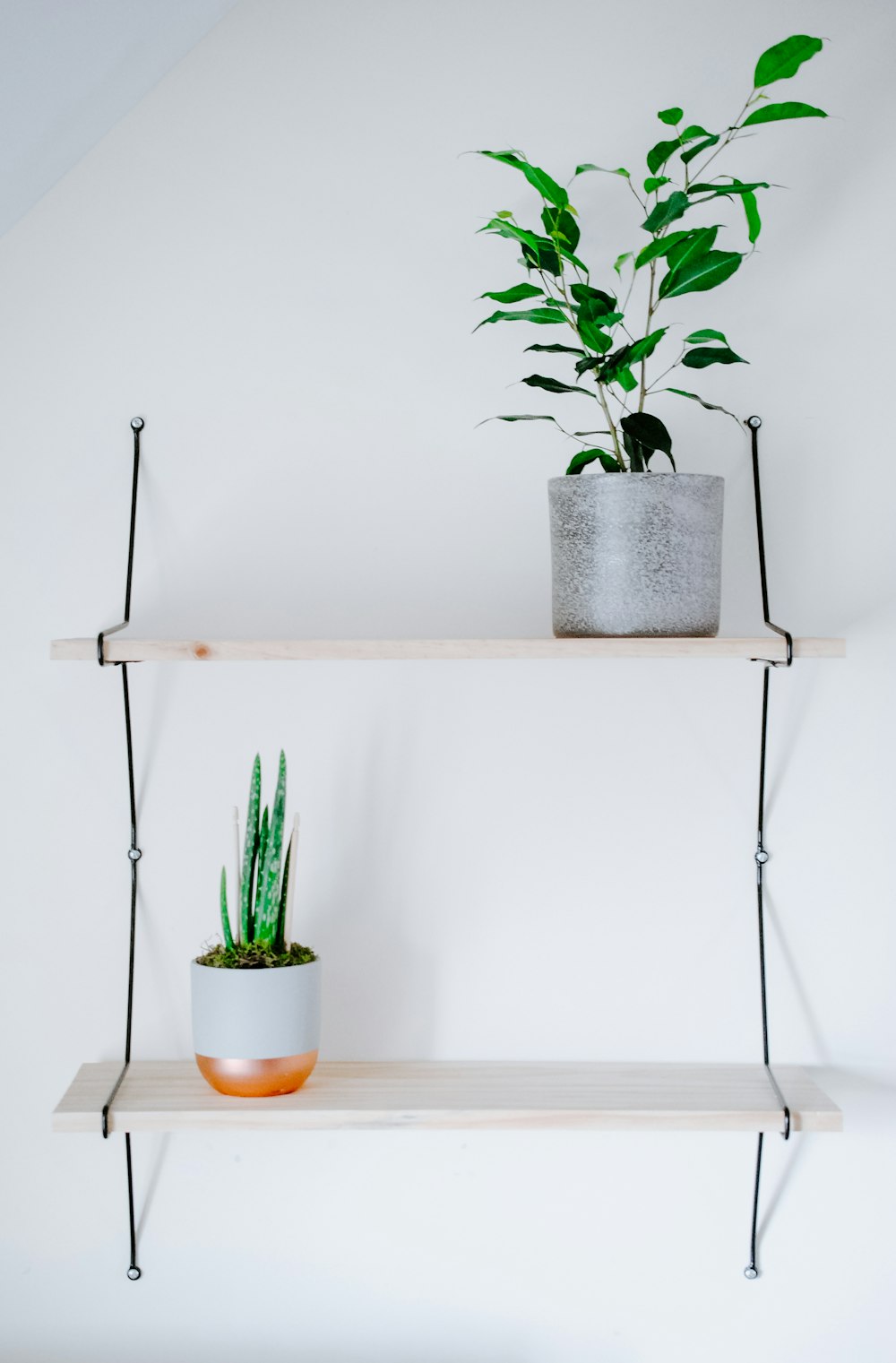 green cactus plant on white table