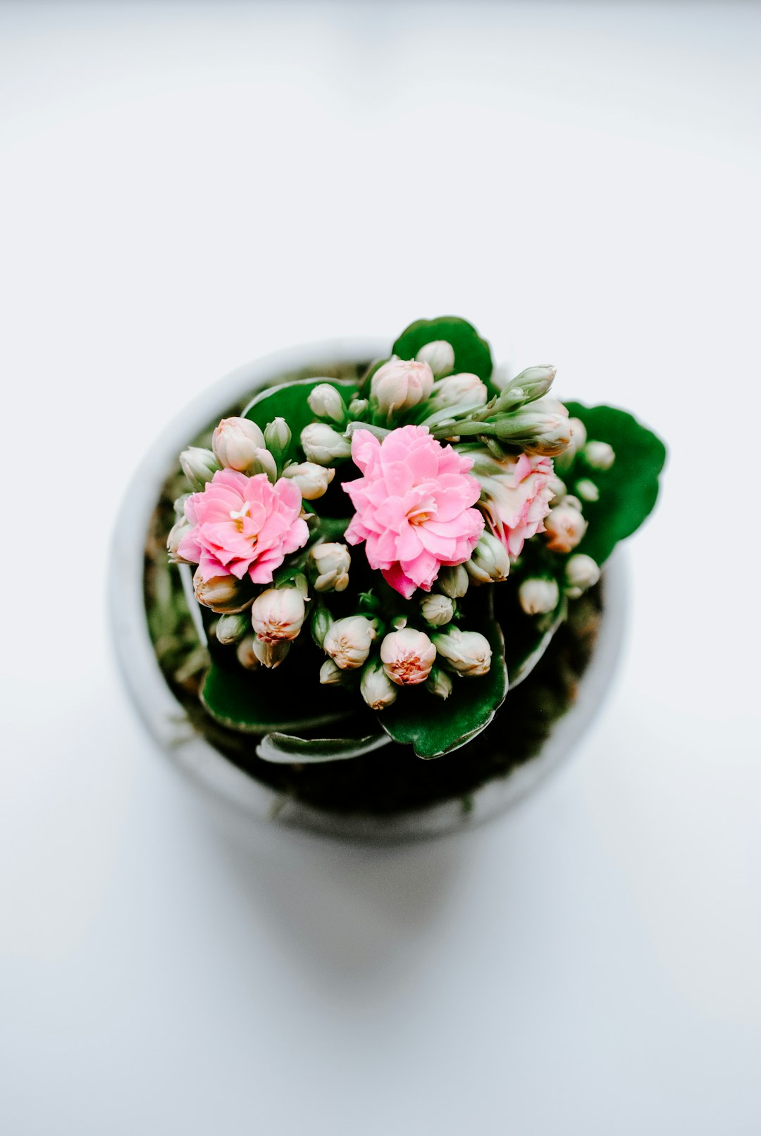 pink and green flower on black ceramic bowl