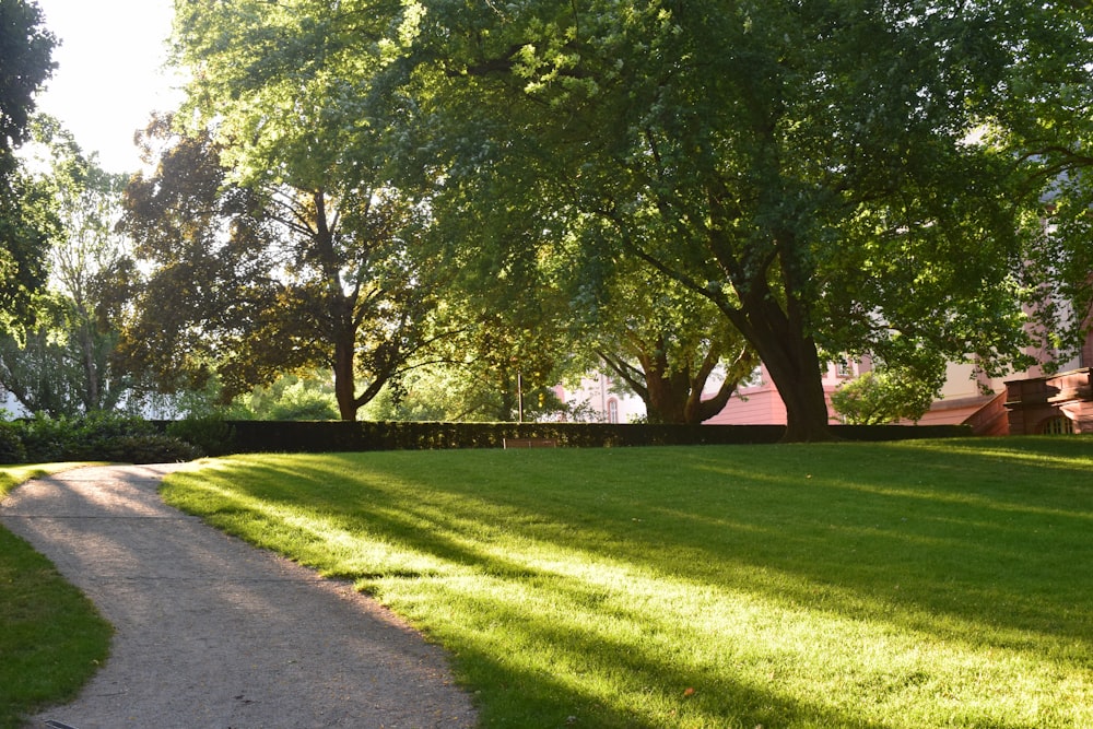 green grass field with trees