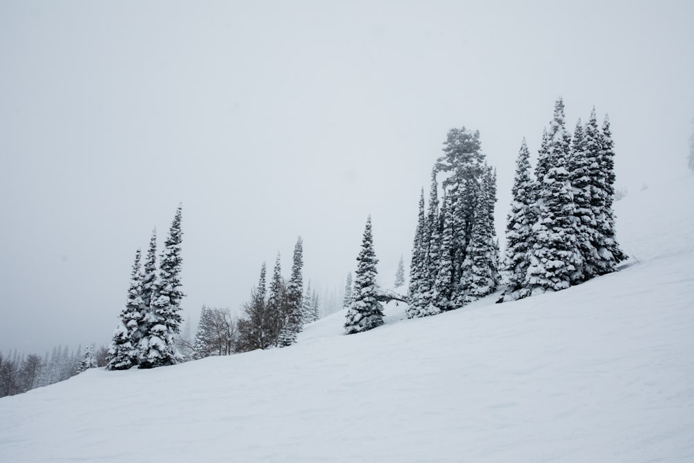 snow covered trees during daytime