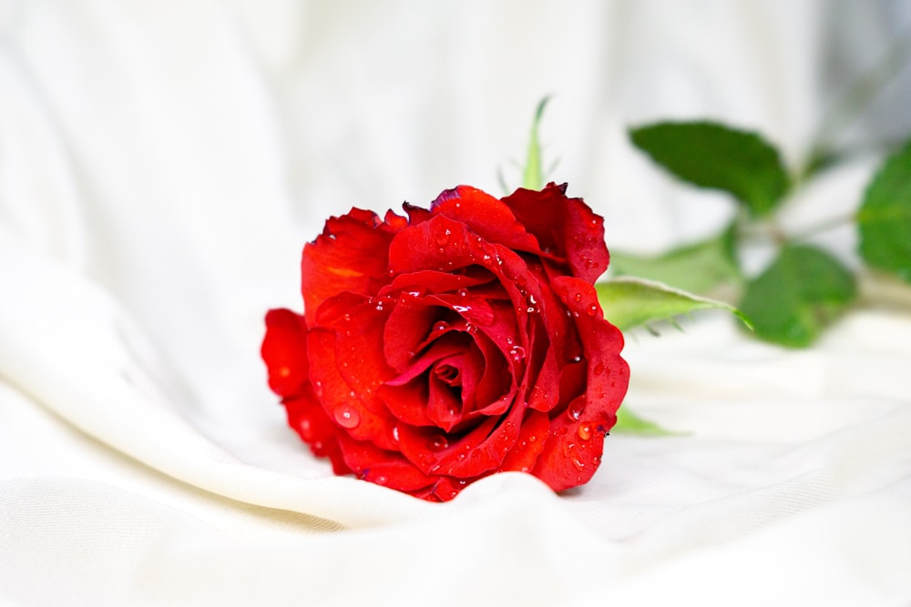 red rose in white textile