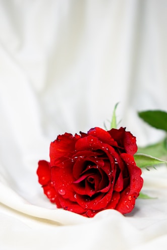 red rose in white textile