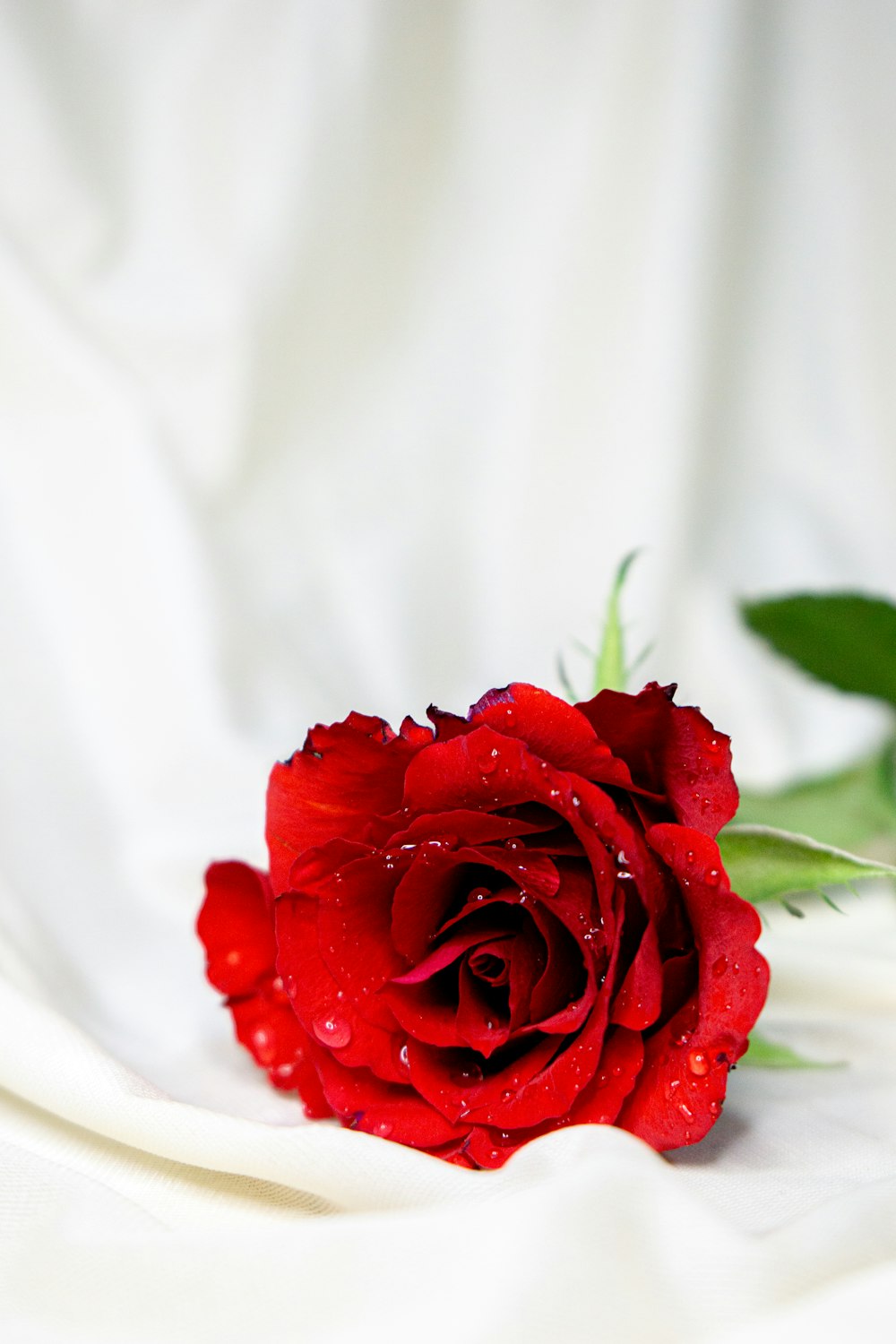 Rose rouge en textile blanc