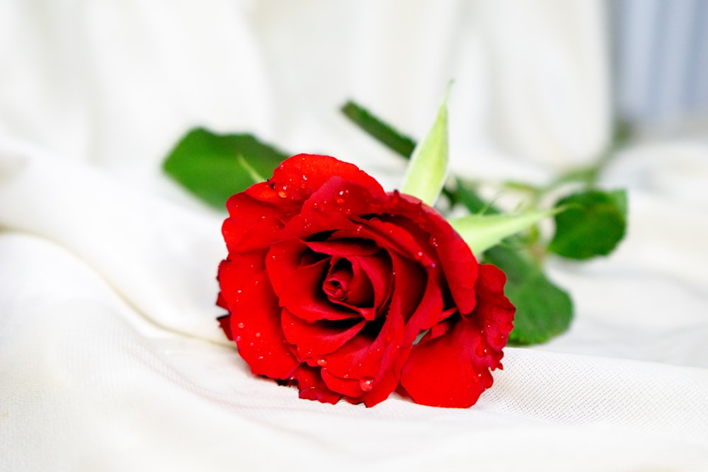 red rose on white textile