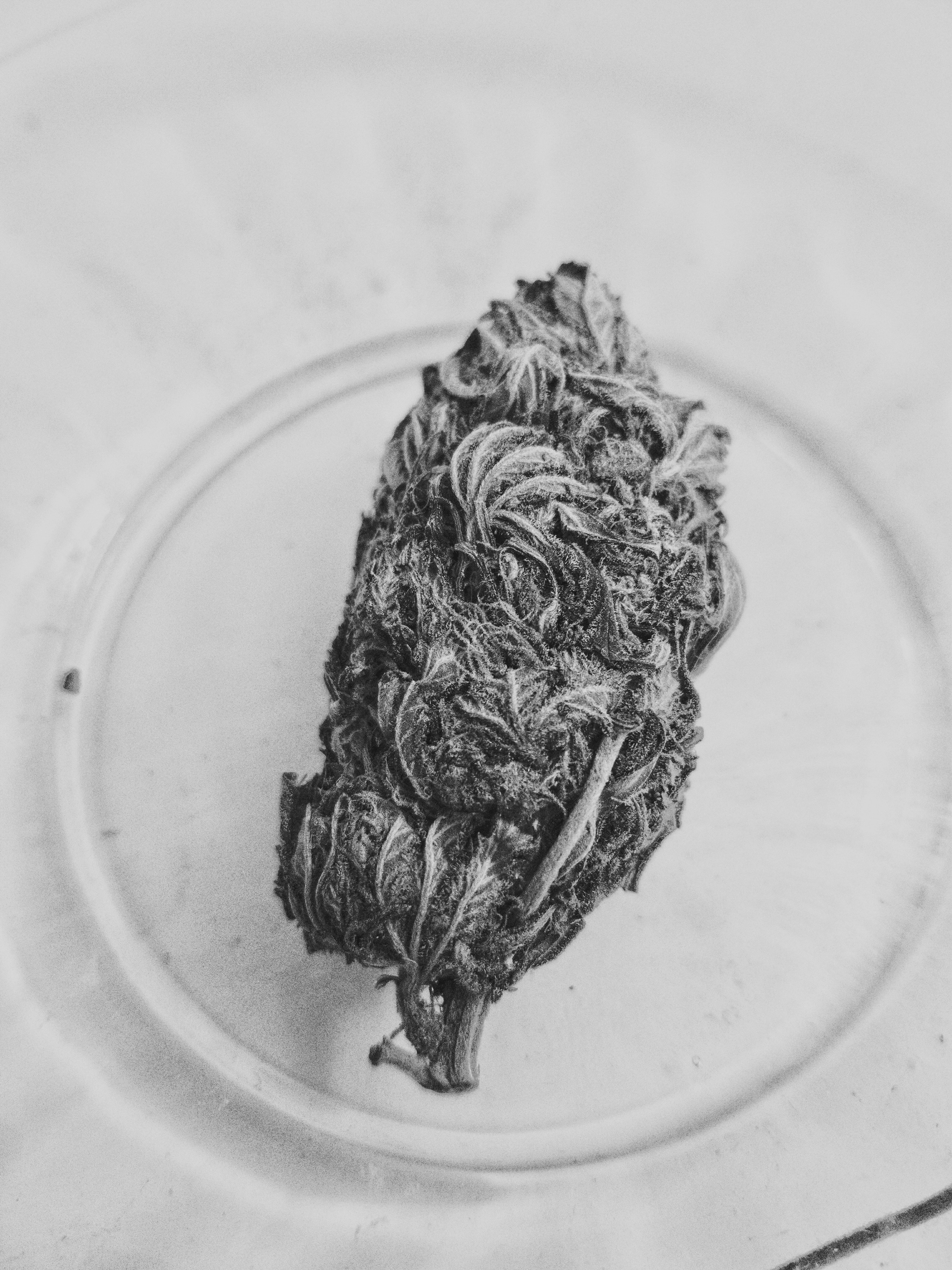 Photos of beautiful and unique cannabis flowers shot with either a camera phone (Samsung) or Nikon D3000. Images touched and toned in either VSCO (mobile) or Adobe Lightroom (mobile). Like my processing? Shoot me an email with specific questions for pointers on how to use the apps. Find me on site and social: Twitter @cjenkinsiv Facebook /cambridgewrites Instagram @cjenkinsiv CambridgeShoots.com Cambridge@CambridgeTheFourth.com Enjoy 😉