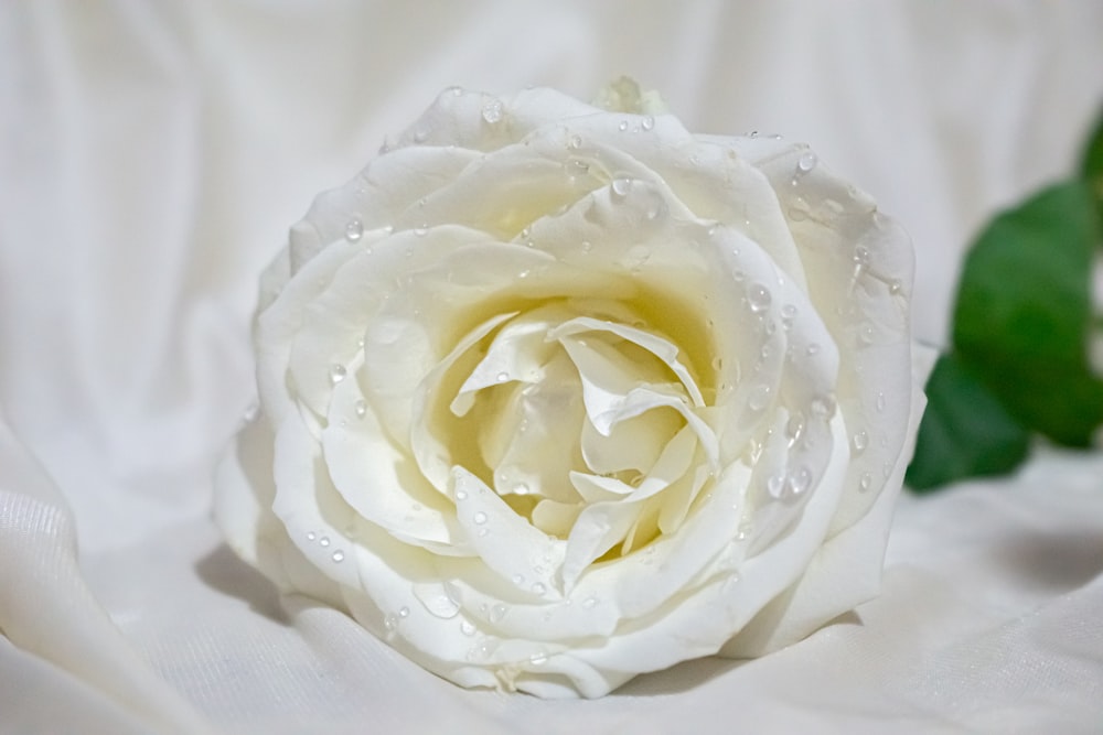 white rose on white textile