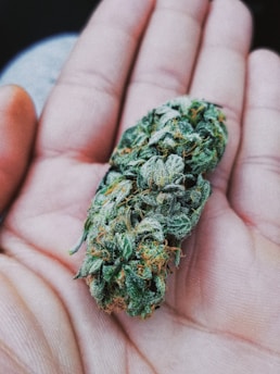 green and brown plant on persons hand