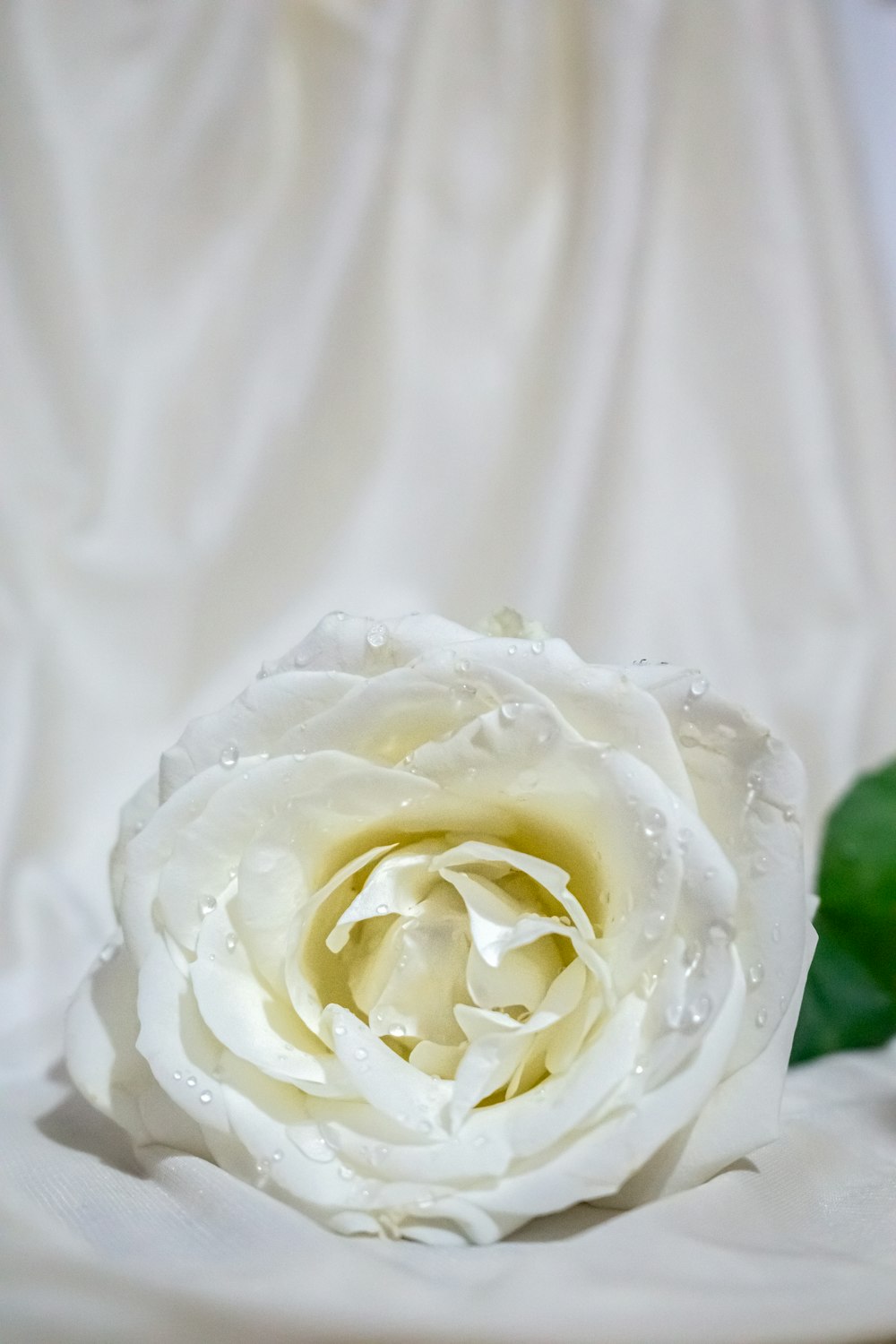 white rose in close up photography