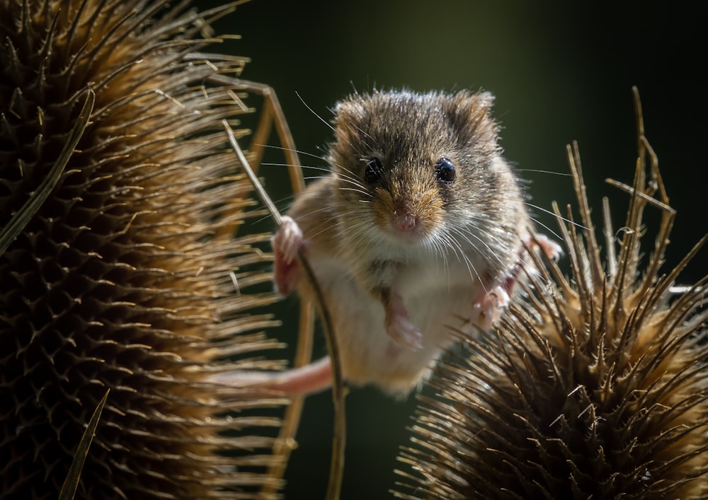 brown and white rodent on brown and green plant