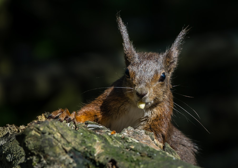 brown squirrel on gray rock