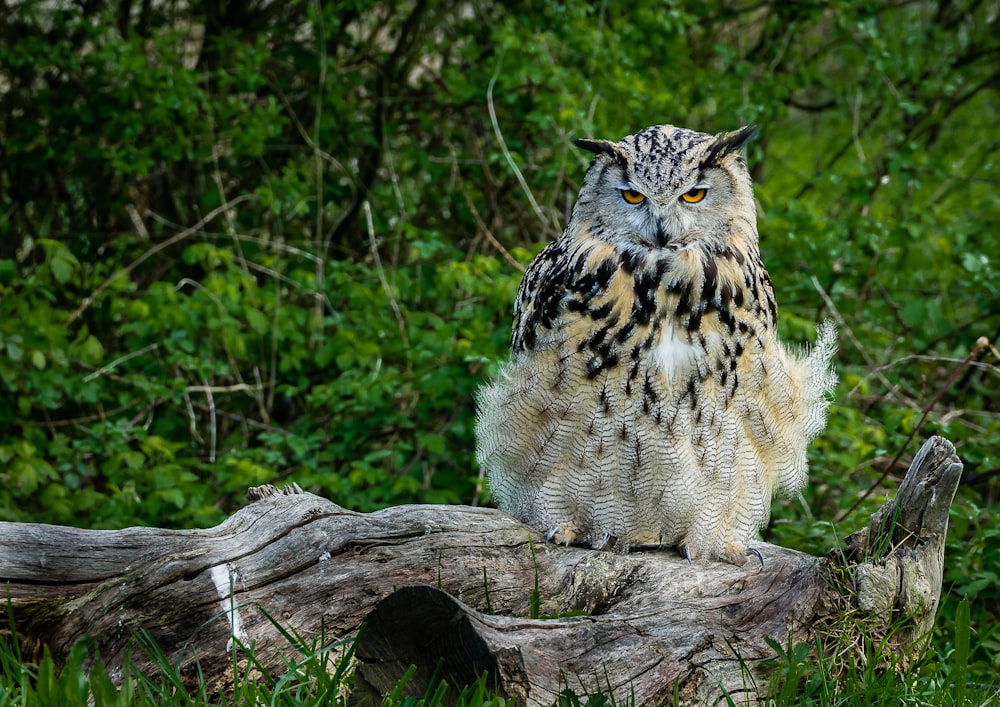 brown owl on brown tree branch during daytime