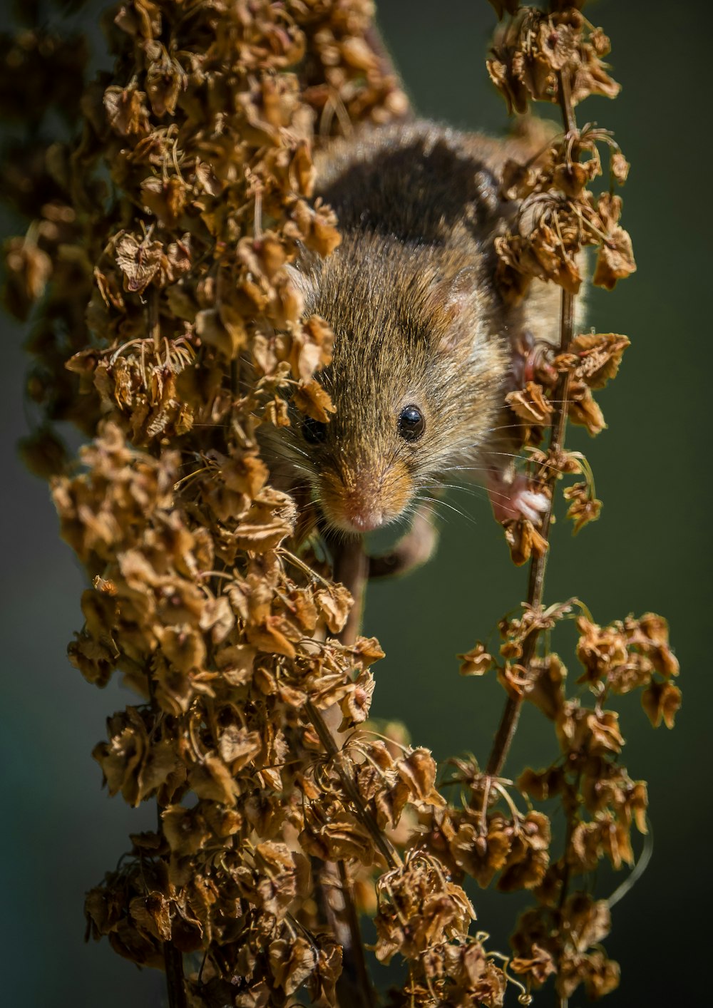 brown and black rodent on brown plant