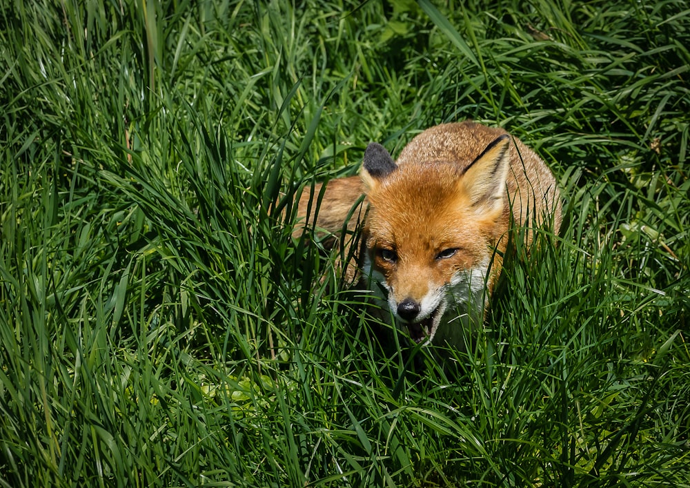 Renard brun sur l’herbe verte pendant la journée