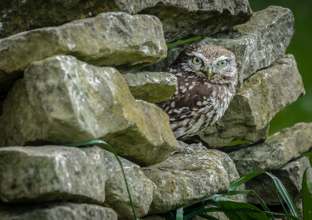 hibou brun sur roche couverte de mousse verte