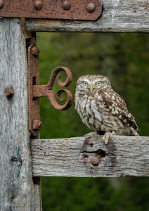 owl on brown wooden fence during daytime