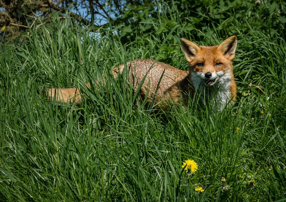 raposa marrom no campo de grama verde durante o dia