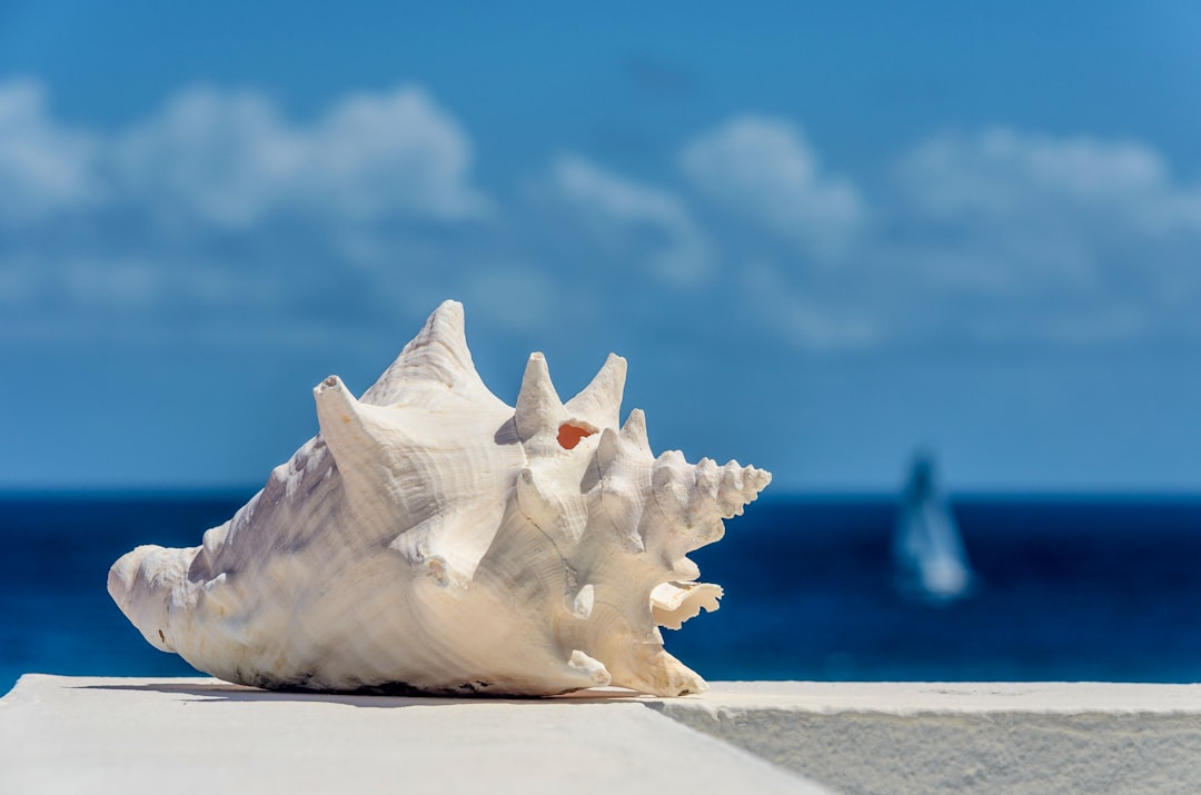 white seashell on white sand during daytime