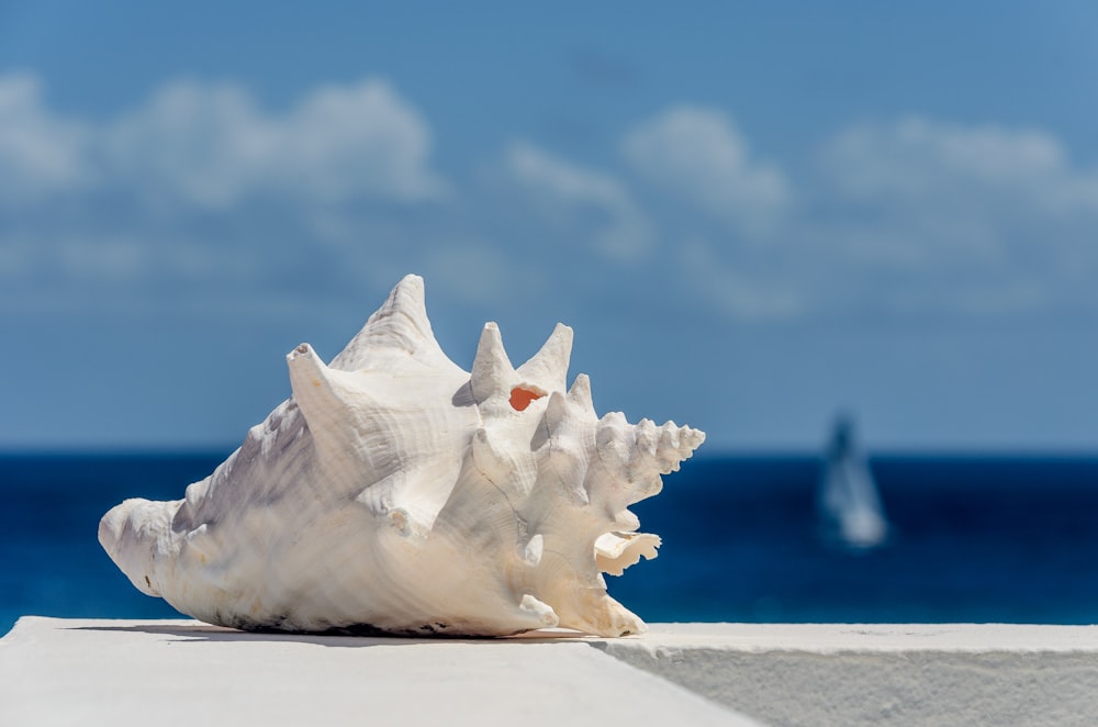 coquillage blanc sur sable blanc pendant la journée