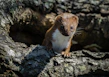 brown and white rodent on brown tree trunk
