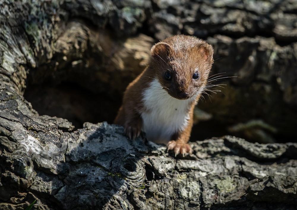 brown and white rodent on brown tree trunk