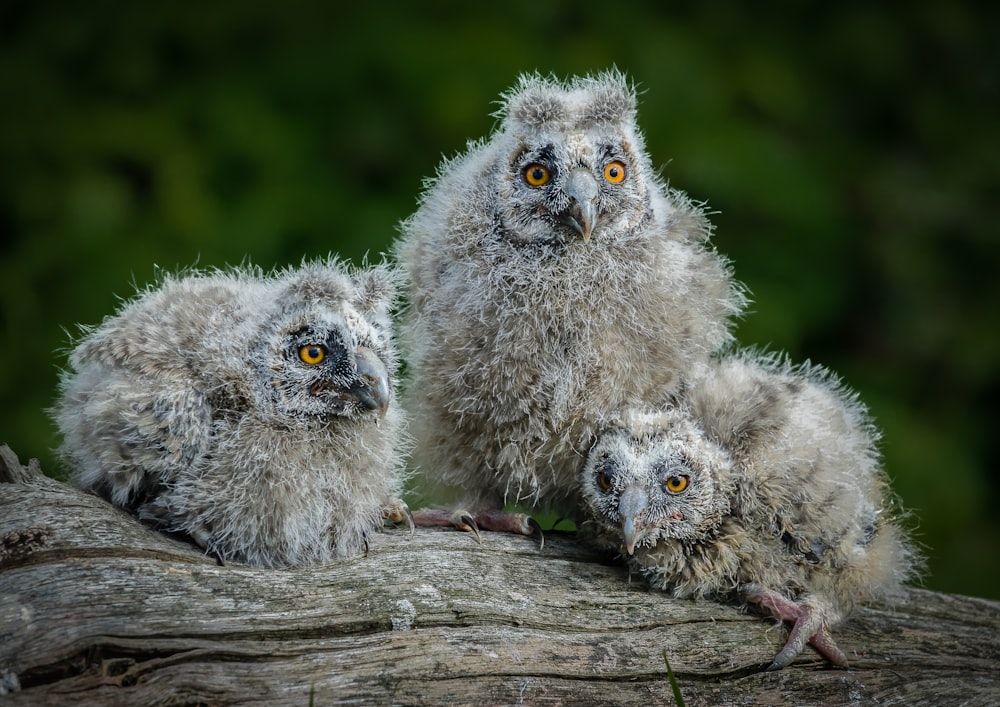 two gray and white owl on brown tree branch during daytime