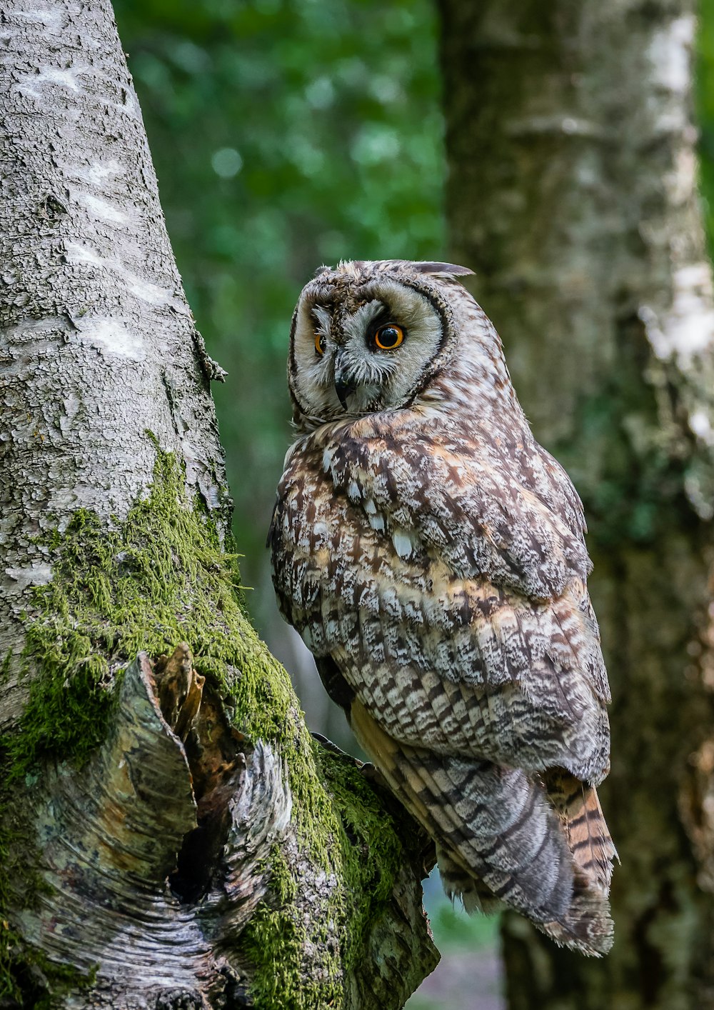 brown and white owl on tree branch