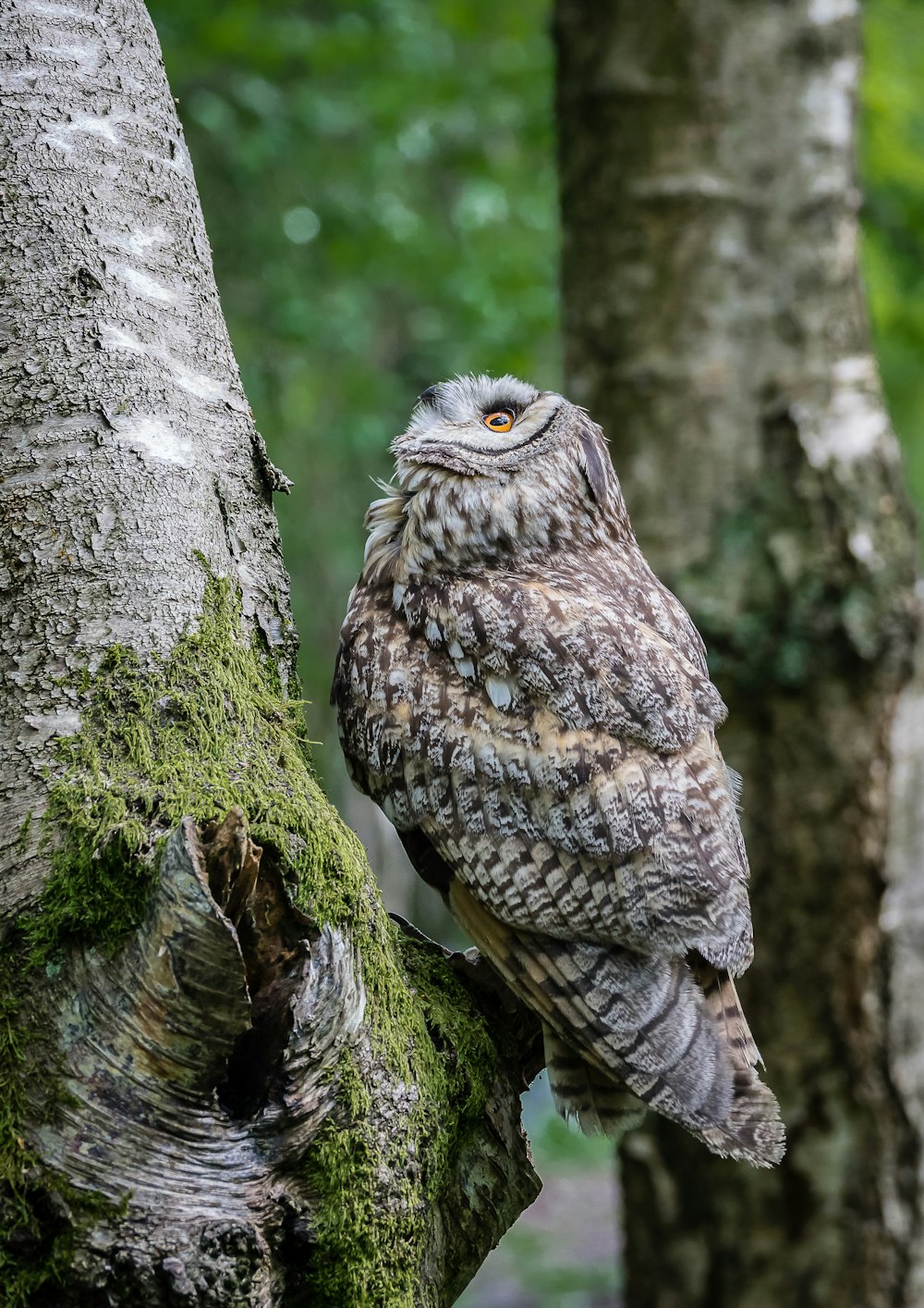 brown owl on tree branch during daytime