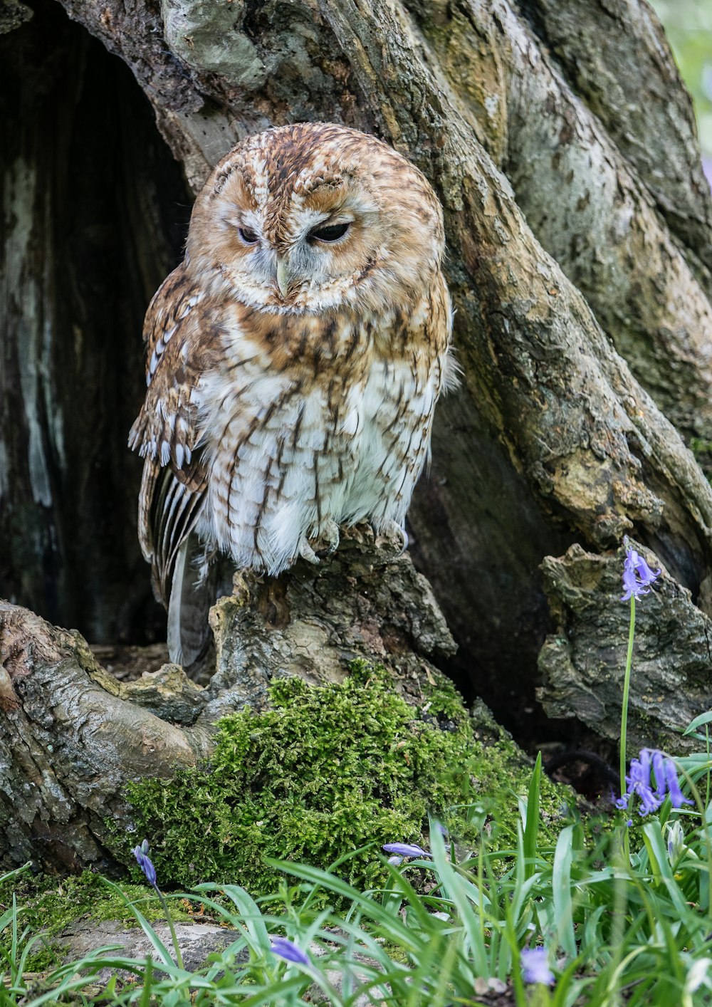 brown and white owl on brown tree trunk