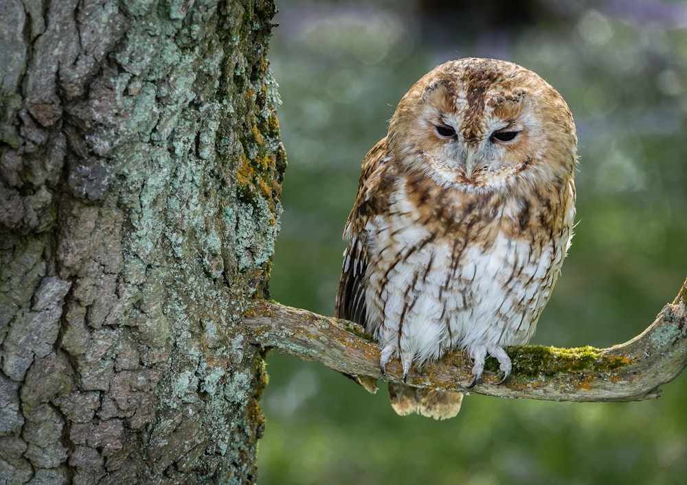 white and brown owl on brown tree branch