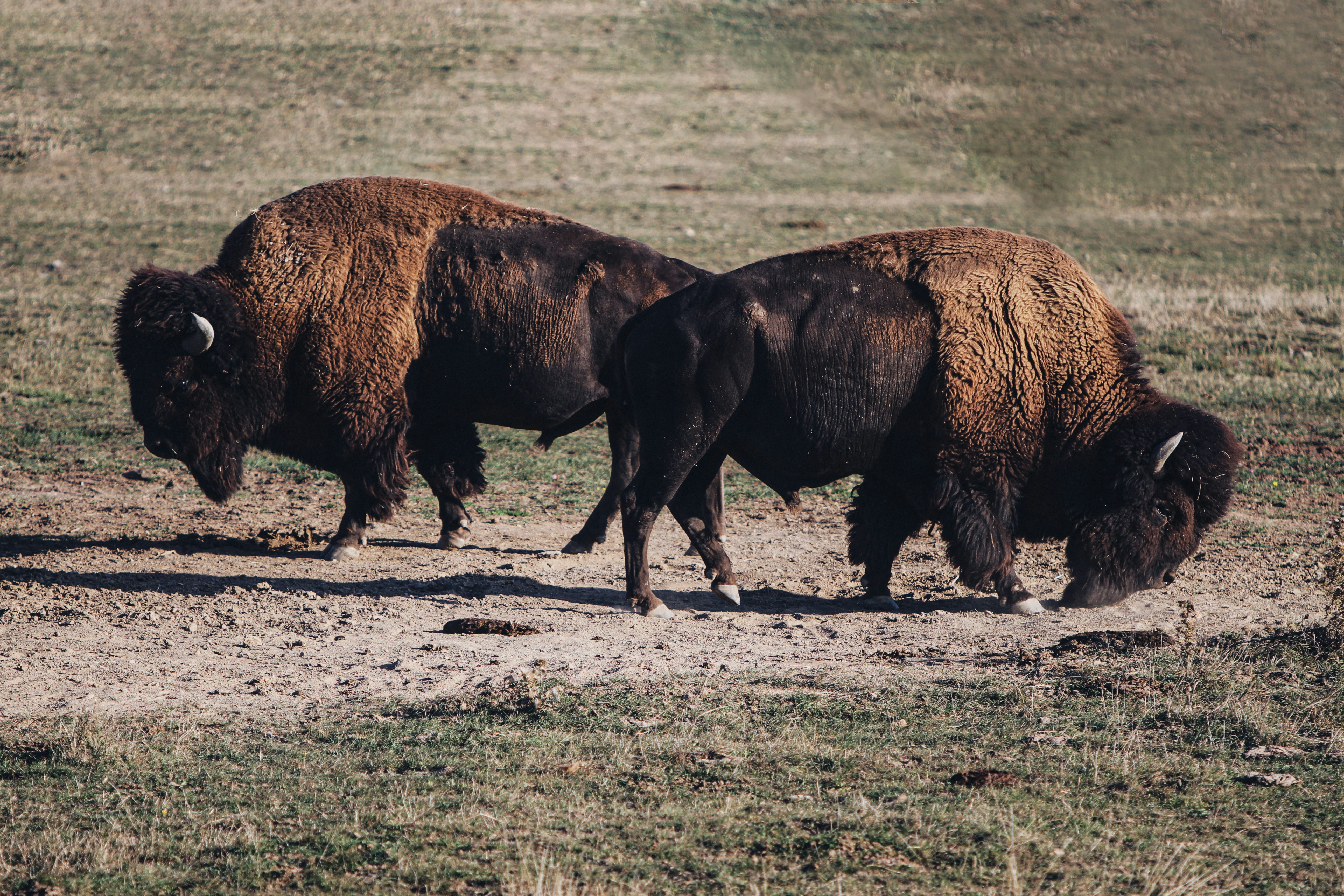 Why Are Buffalo Returning to Texas After 136 Years?