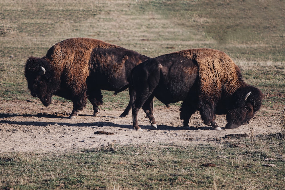 brown bison on green grass field during daytime